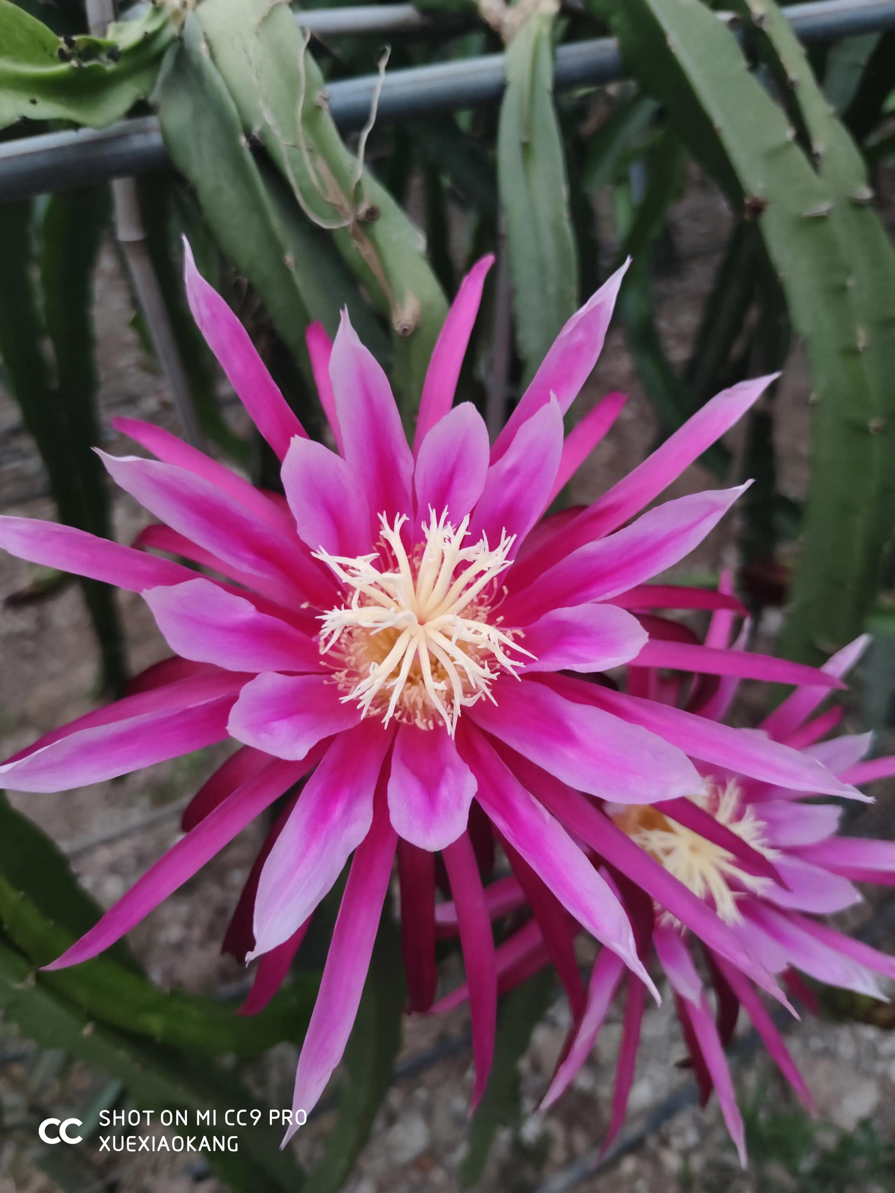 火龙果品种好吃,火龙果品种大全大图