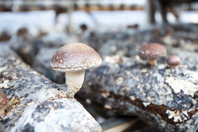 反季节林下香菇栽培技术,香菇种植出菇后怎样管理视频