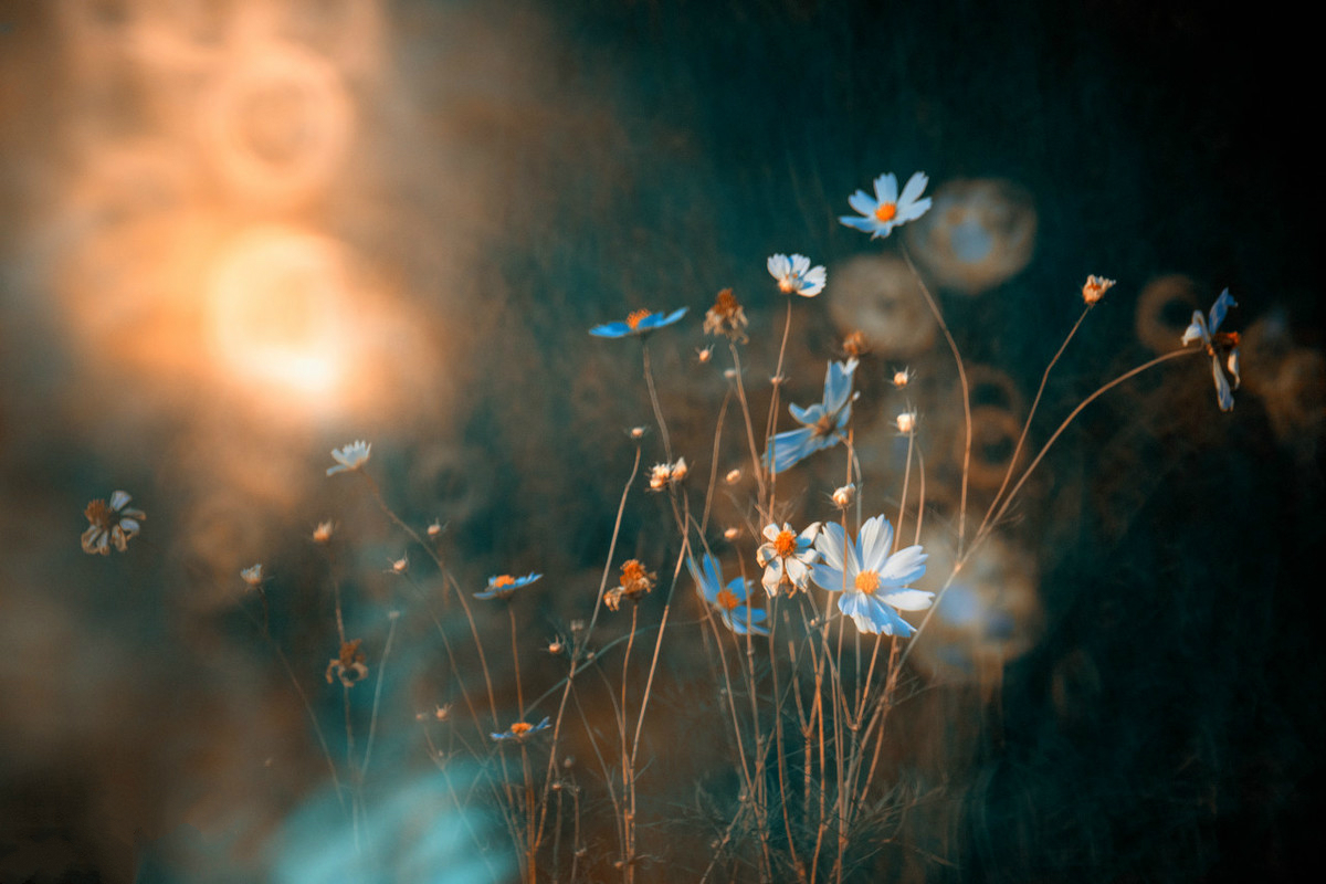 身上有刺的人,才能保护好自己,你的善良,一定要带些锋芒