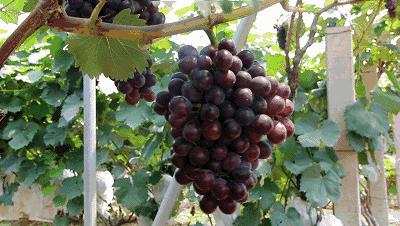 连云港现在采摘园有什么可以摘,连云港11月份采摘