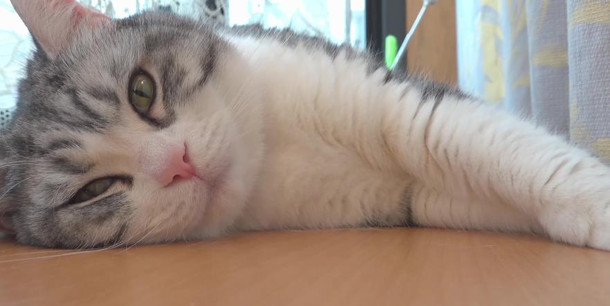 猫咪食物清单,猫咪双十一购物清单