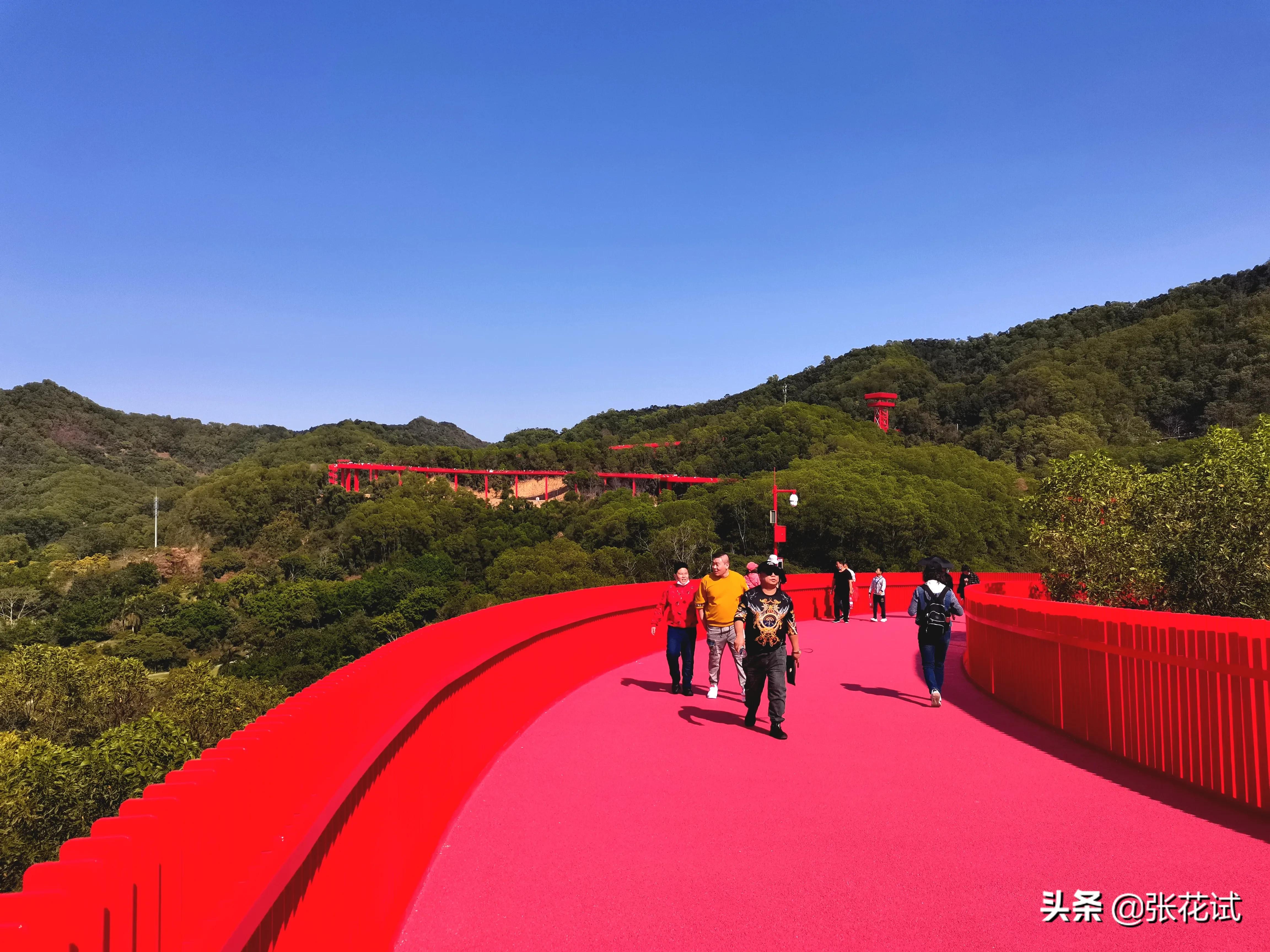 新春踏上深圳光明“虹”地毯，牛年红红火火