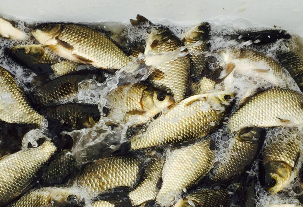 野钓鲫鱼绝密技巧大全,野钓钓鲫鱼技巧详解全攻略