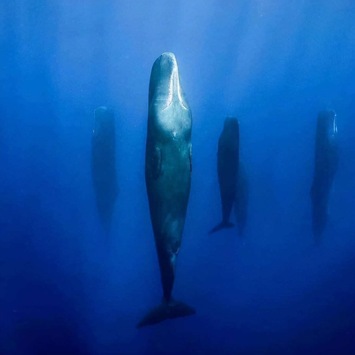 为什么鲸鱼没有进化出鳃呢,鲸鱼怎么进化成那么多种类的