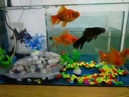 观赏鱼的气泡怎么处理,养观赏鱼水浑浊怎么办