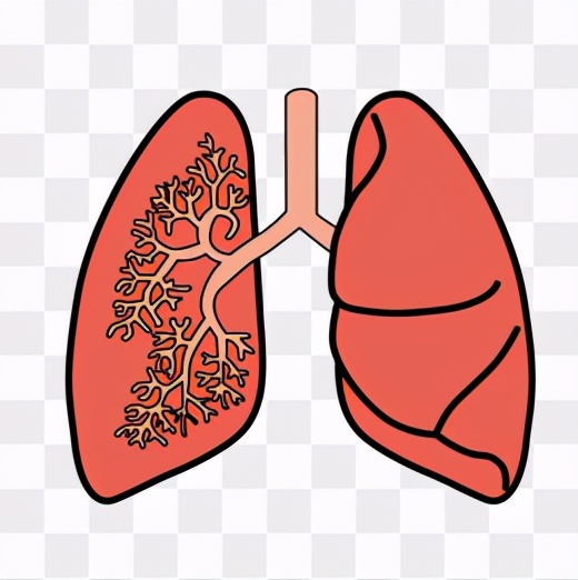 人缺失一个肾有什么副作用,缺少器官能活多久