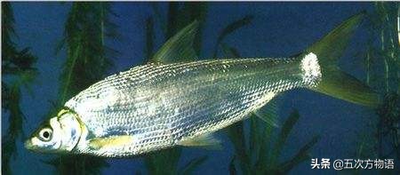 松花江名鱼三花五罗十八子,三花五罗十八子鳇鱼