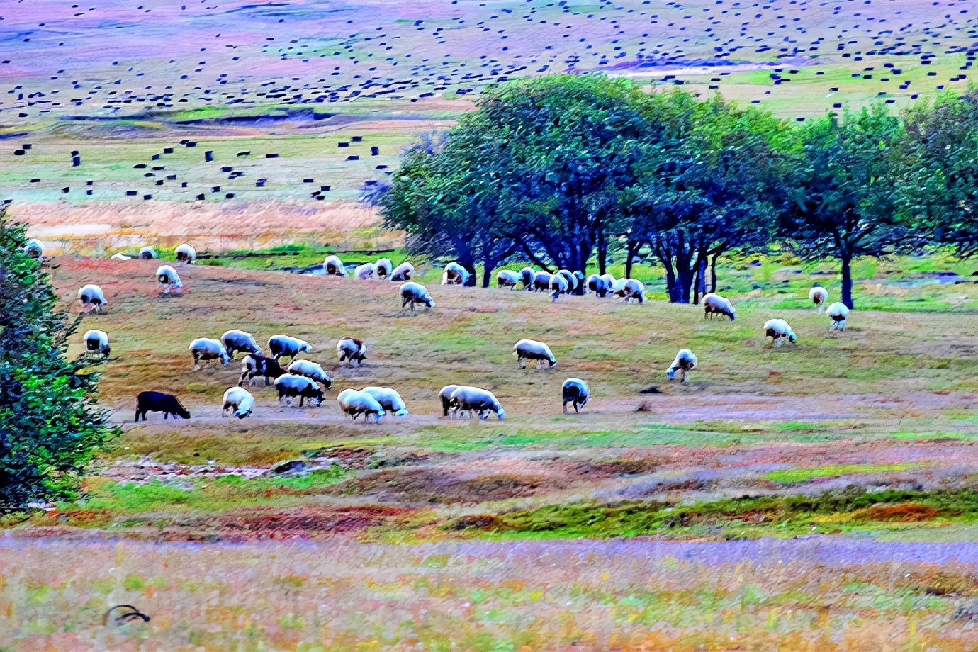 秋季最美的白桦林风景,坝上草原白桦林秋色图片
