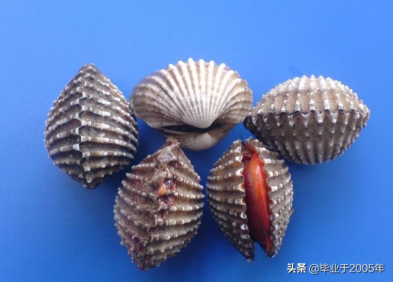 大连常见的海鲜美食都有哪些,大连海鲜吃货大全