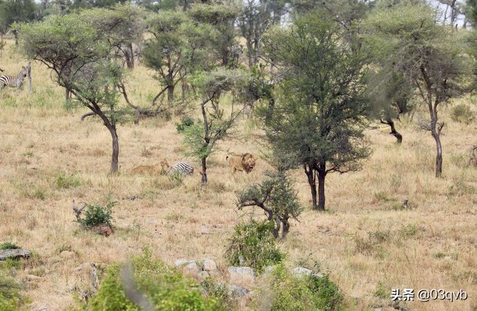 鏈涙棤杈归檯鐨勬捣,鏈涙棤杈归檯