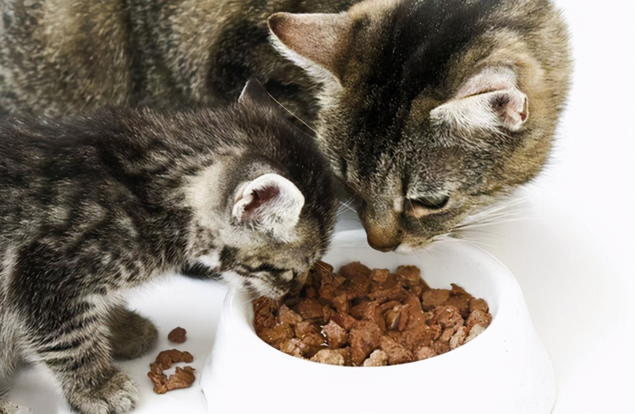 新手养猫省钱攻略教程,新手零基础养猫攻略