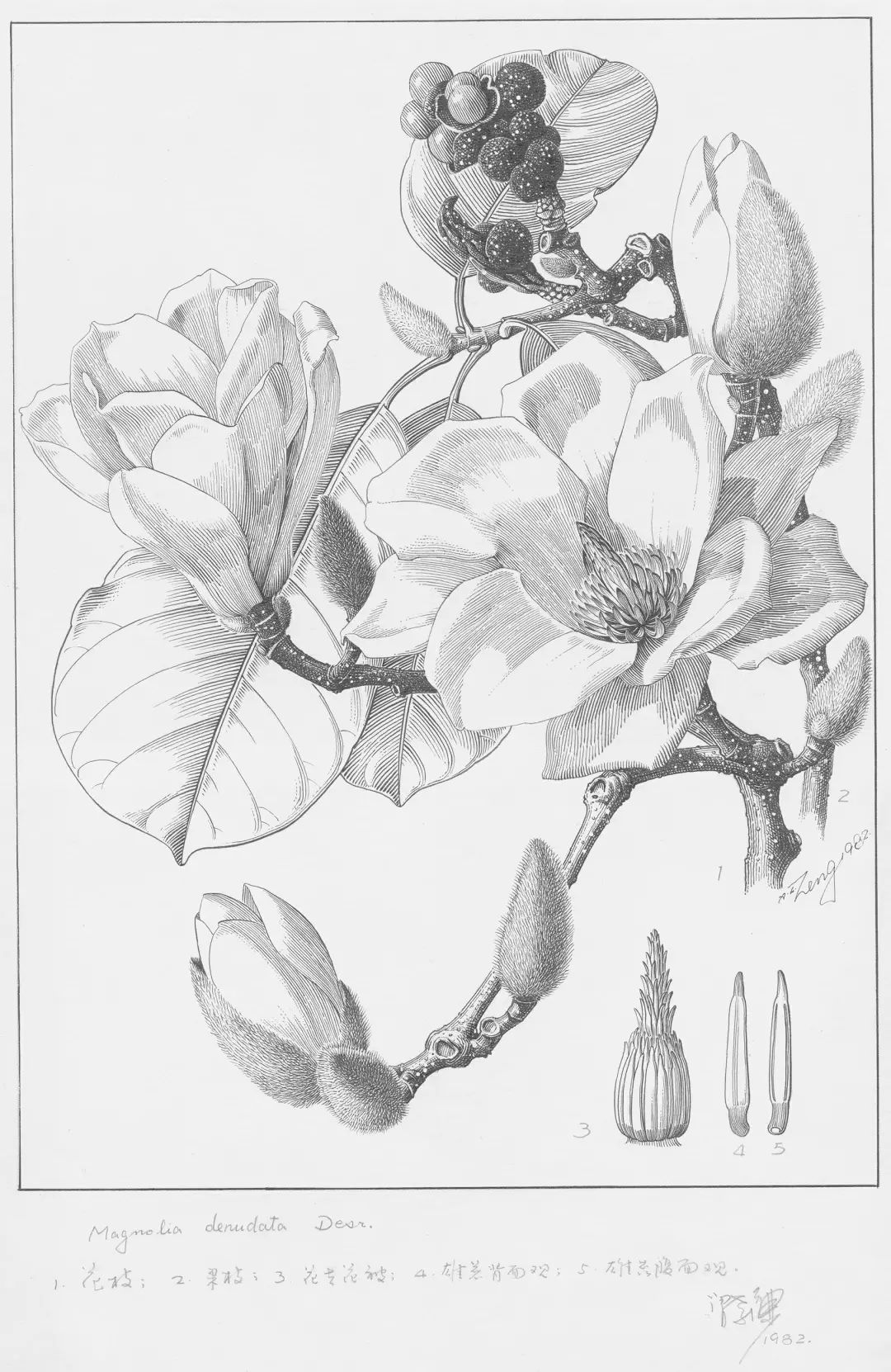 濒危稀有植物绘画,八大濒危珍稀植物