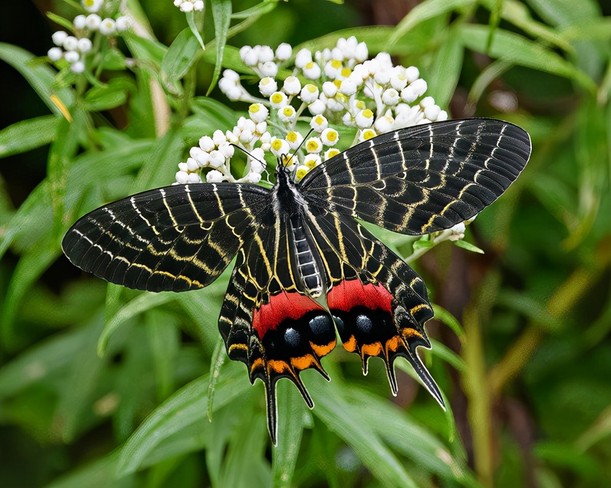 特别的蝴蝶图片,特别的蝴蝶的作文400字