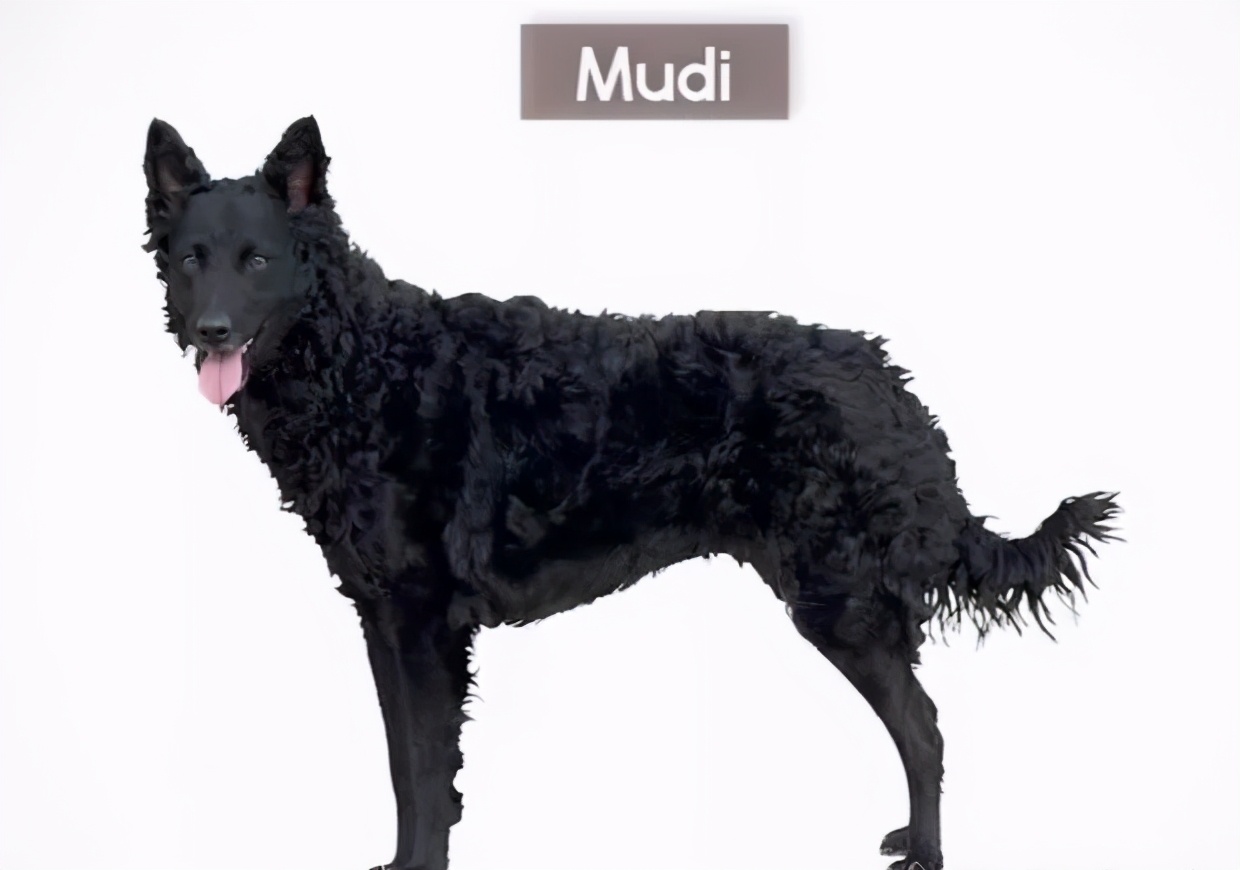 全球最厉害十大犬种,世界十大排名巨型犬种