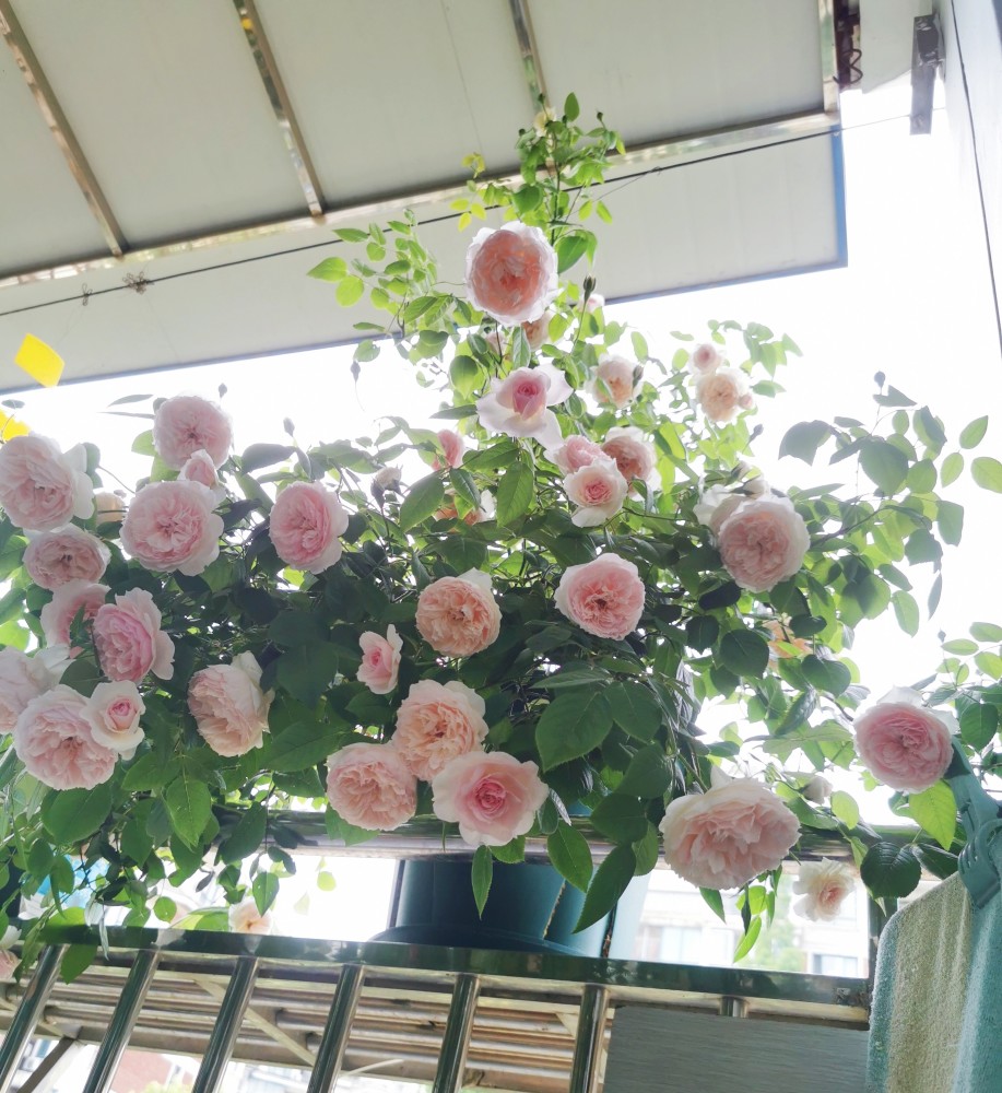 嫁接月季春季枯枝怎么回事,月季不萌芽的枯枝可以修剪吗