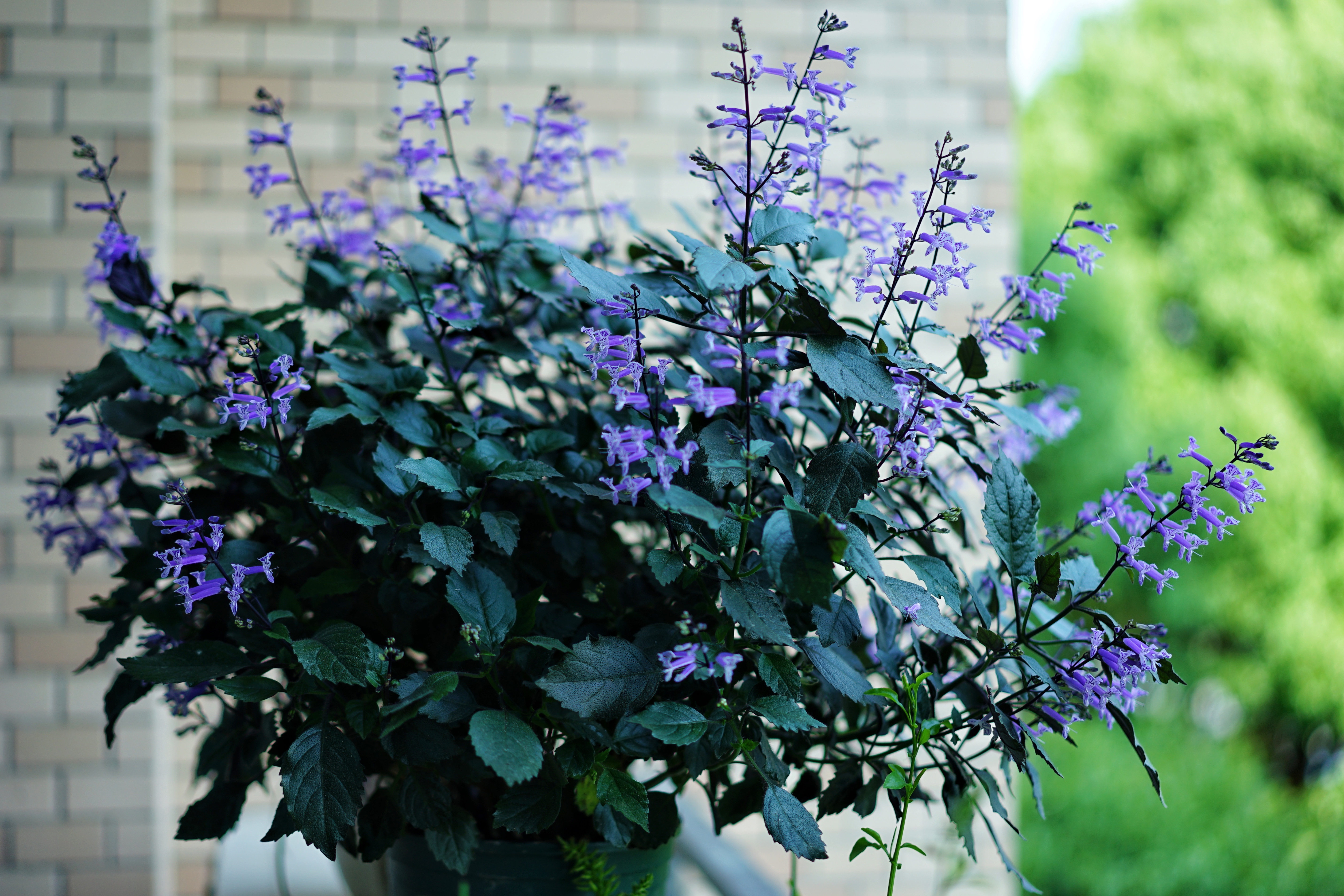 适合阳台养的花卉盆栽微香,满屋香室内花卉盆栽最好养