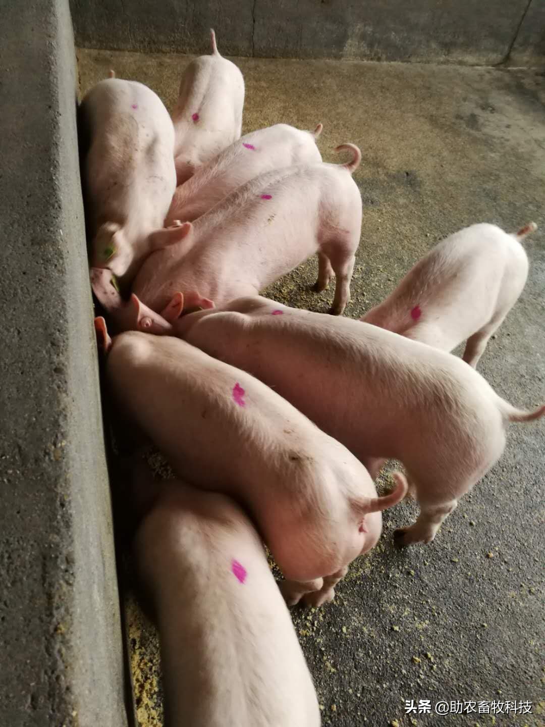 黄老板养猪视频全集,黄老板养殖