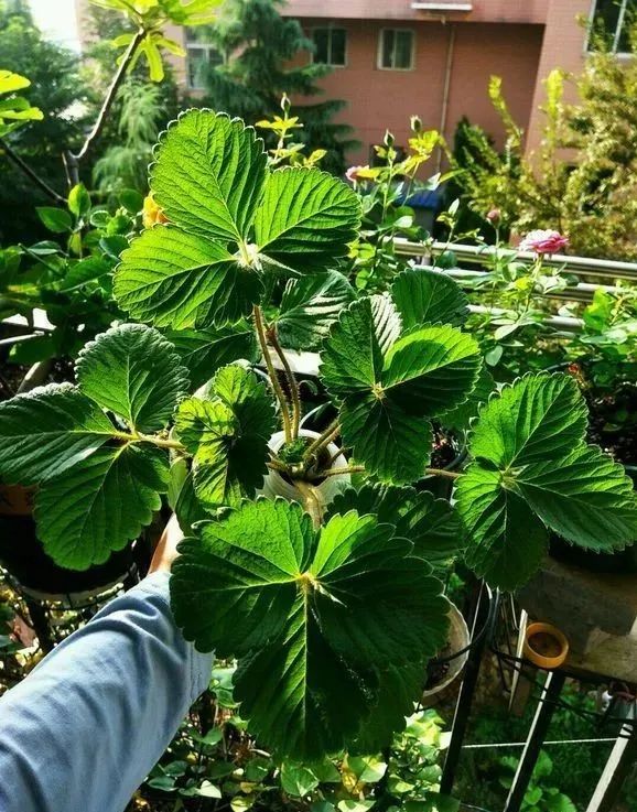 植物长虫子了怎么杀虫,植物长虫杀虫剂