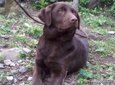 拉布拉多犬特点和缺点分析图,拉布拉多犬形态标准图