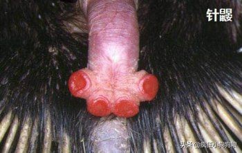 这些猫狗的照片,我也就看了10000多遍!