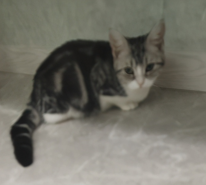 团子猫传腹治好了吗,团子的猫传腹