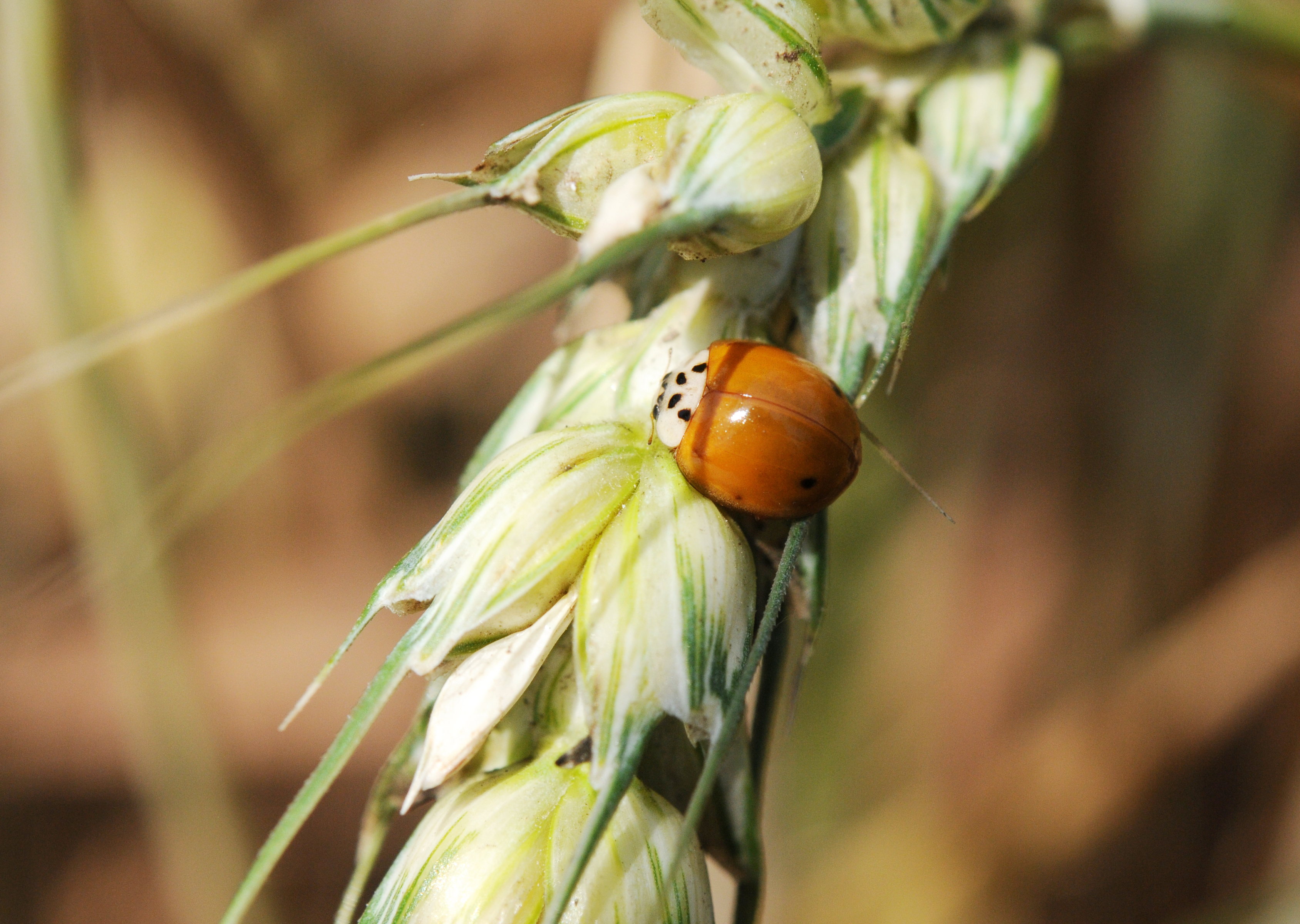 异色瓢虫和四星瓢虫,异色瓢虫与瓢虫的区别