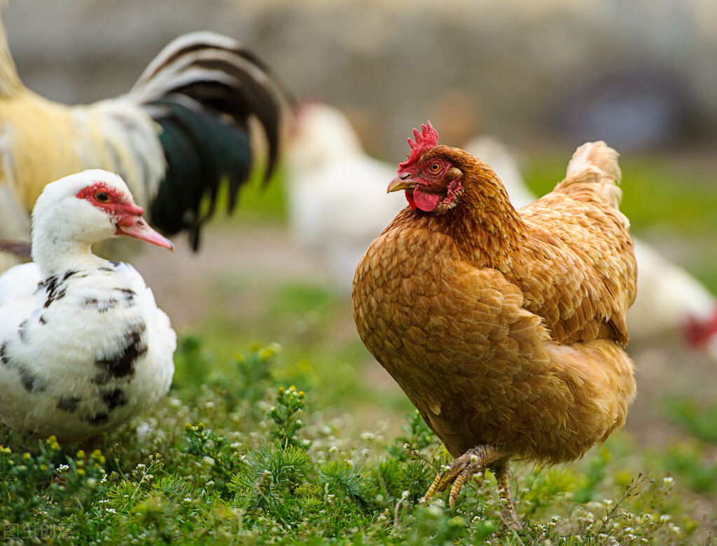 鸡坏死性肠炎防治措施是什么？