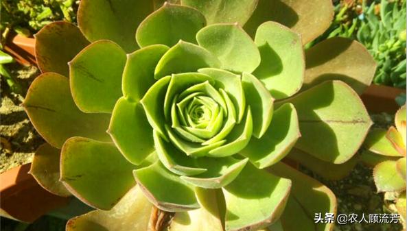 玉龙观音多肉植物品种大全,玉龙观音多肉怎么长得快