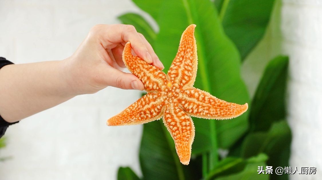 海星泛滥吃光了生蚝,海星从泛滥到濒临灭绝