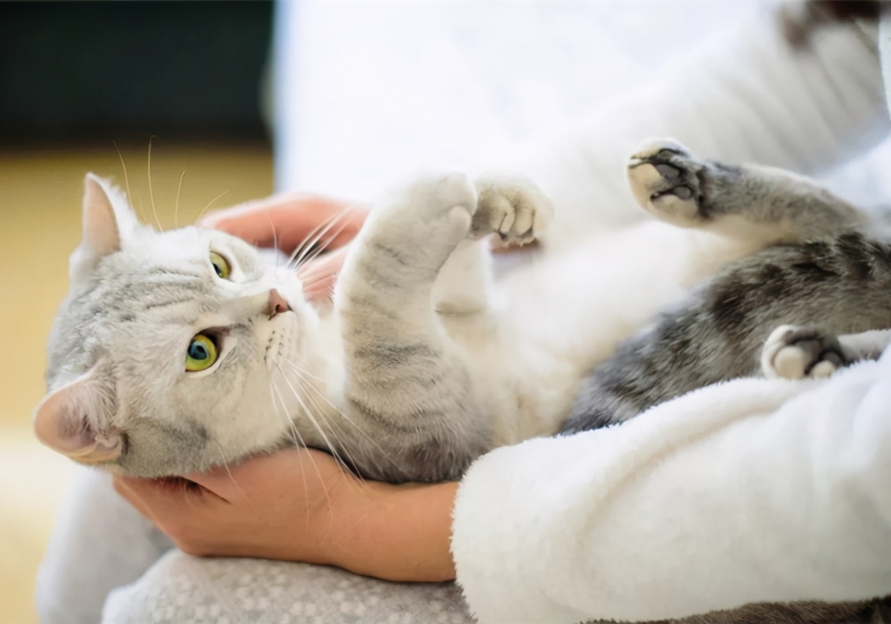 猫咪心包疝和心脏肥大,猫咪心脏的位置在哪里