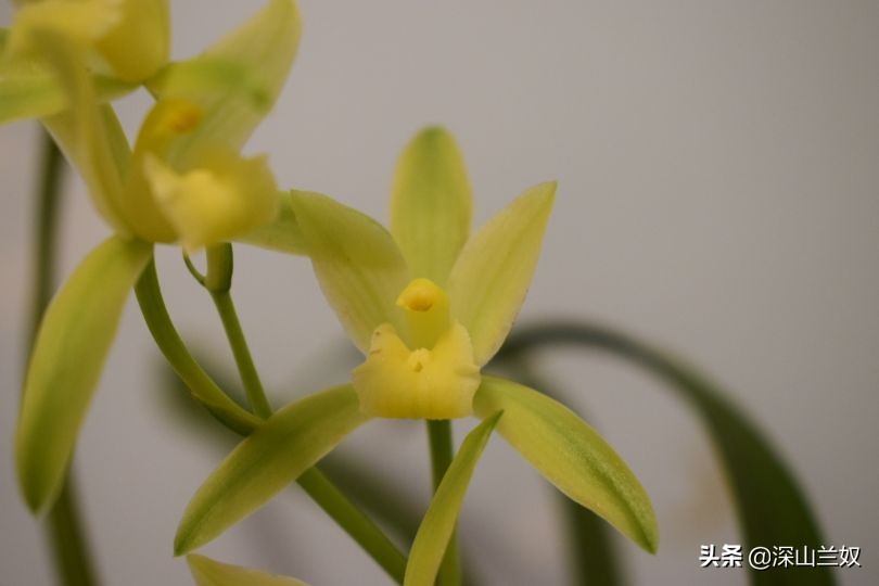 养兰花有必要用兰菌灵,养兰花会中毒吗