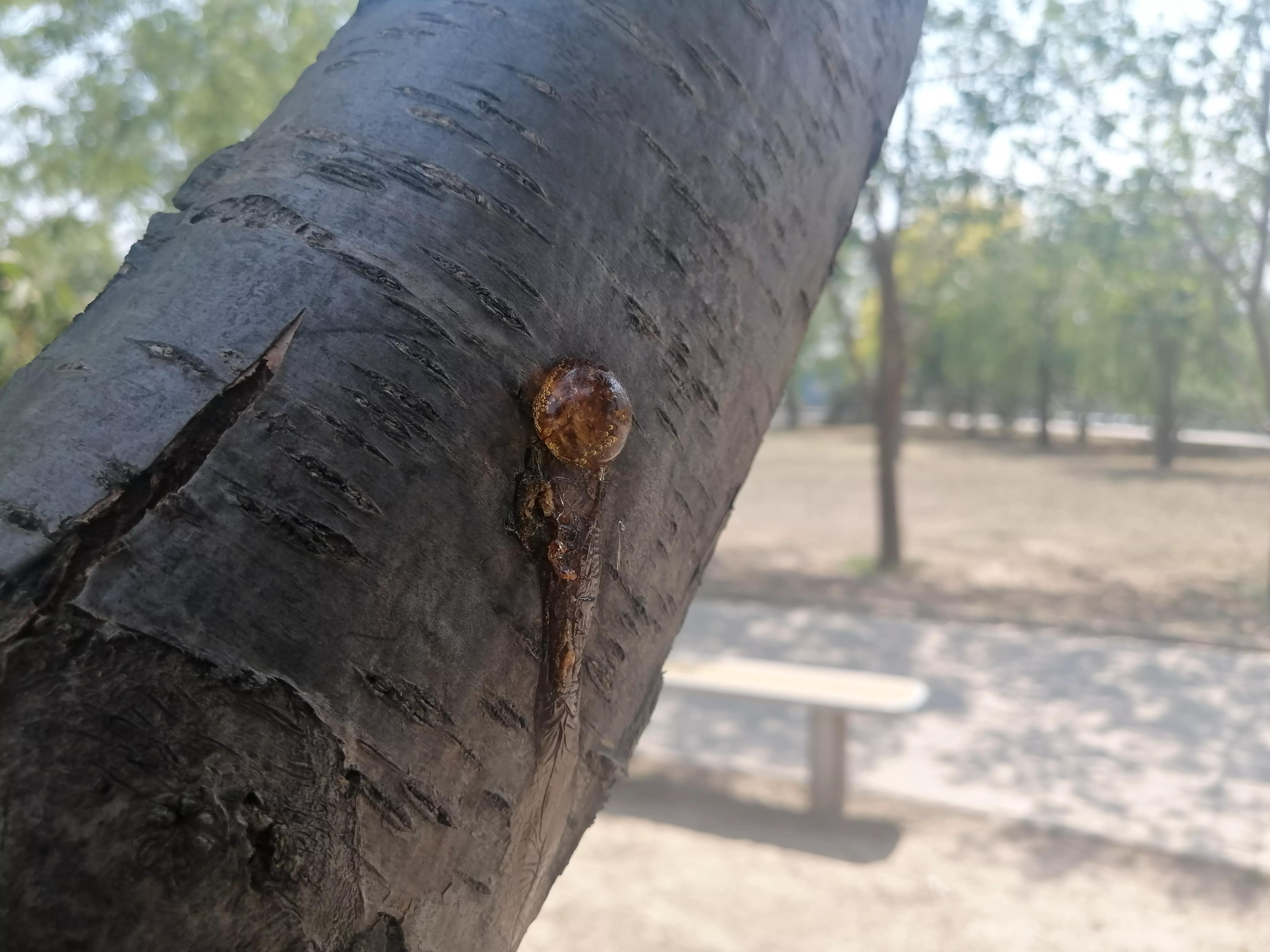 桃胶采摘多少钱,桃胶采摘过程