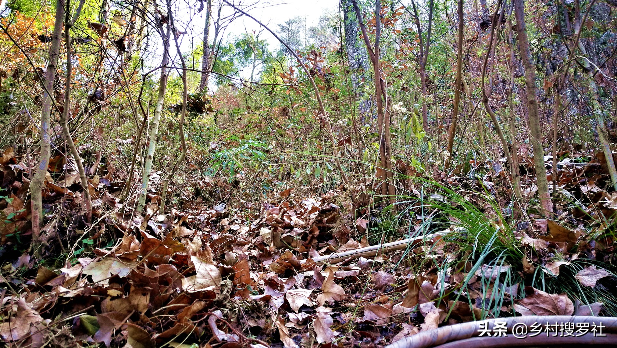 用什么植料兰花容易变异,怎样的兰花植料最好视频