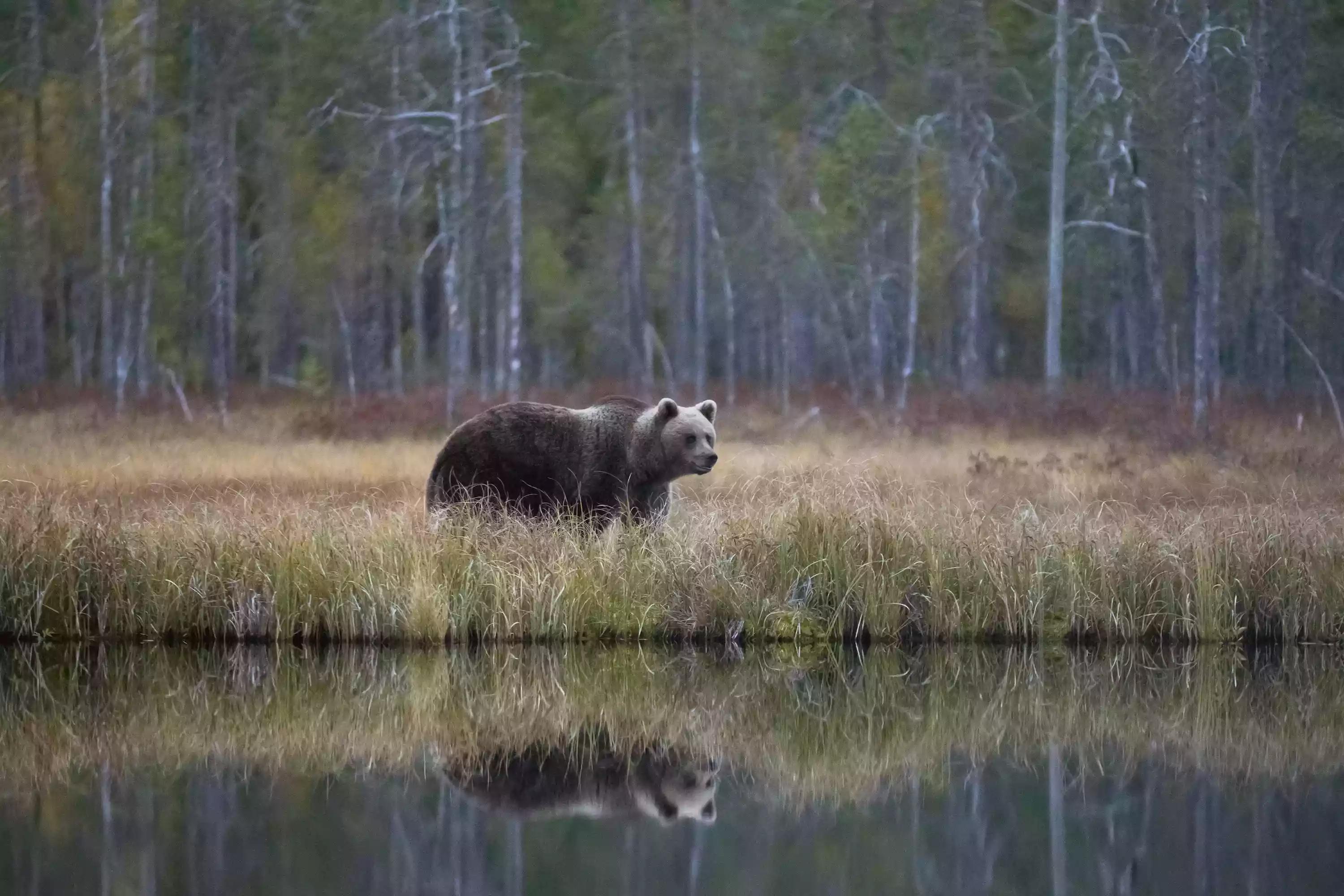 15种野生动物图片大全,15种稀有动物