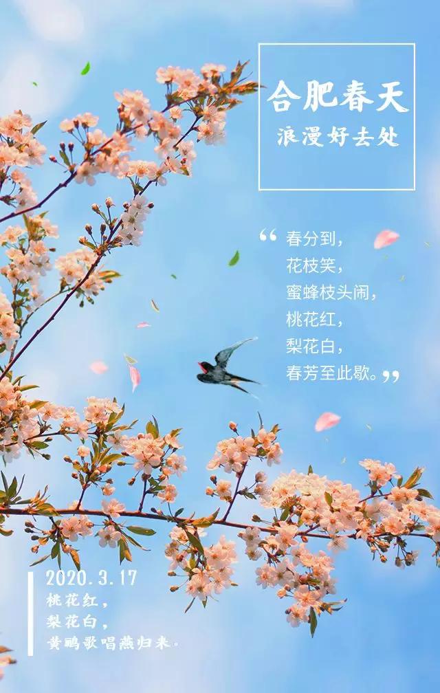 合肥最美的春天景点,合肥春天有哪些好玩的景点