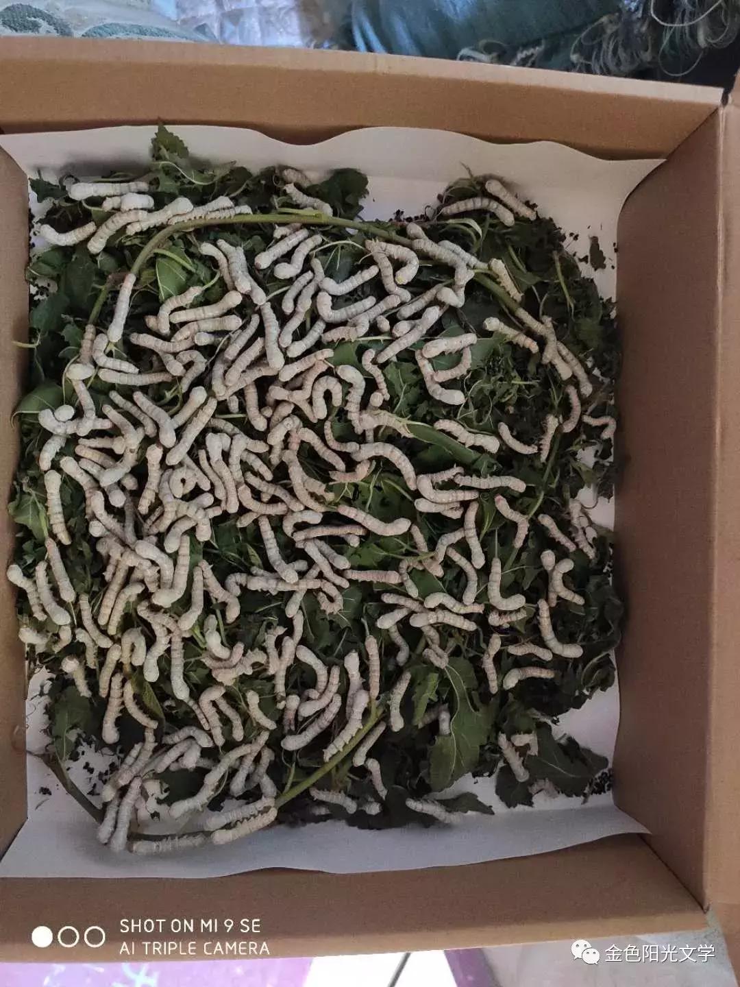 养蚕作文四年级400字,养蚕的作文三年级300字