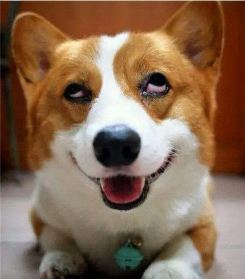 柯基犬呼吸道疾病,柯基犬容易得什么皮肤病