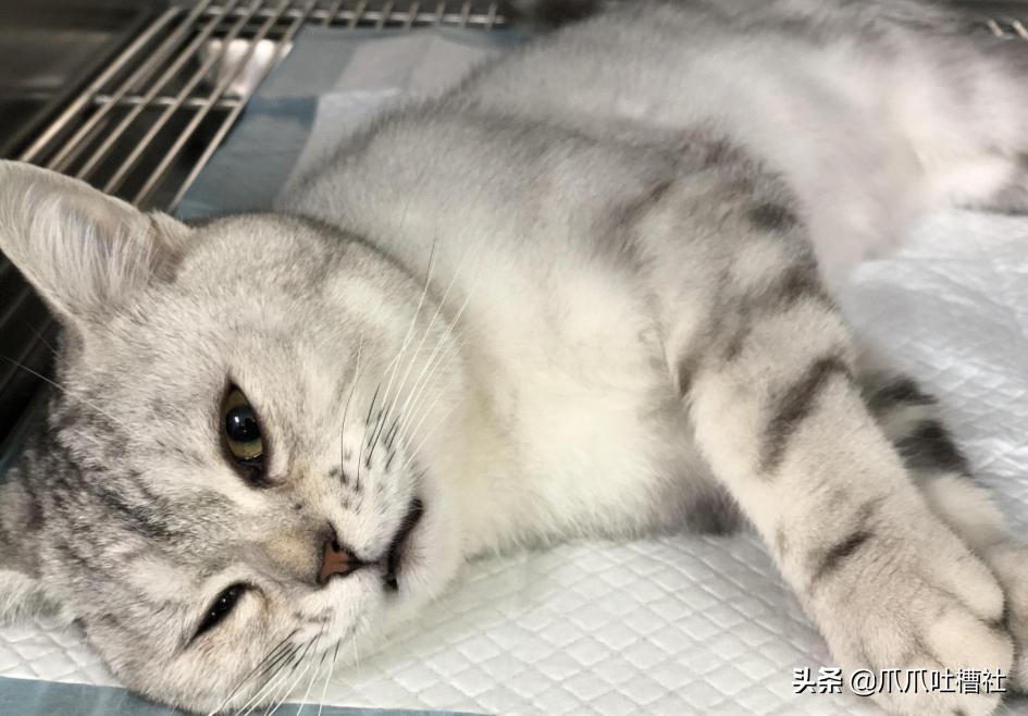 猫咪得了糖尿病,怎么办?给它喝点“糖盐水”