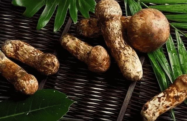 新鲜松茸怎么吃这些吃法值得一试,新鲜松茸清洗后吸水量大保存方法