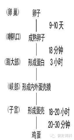 蛋鸡增蛋,蛋鸡增蛋最好的办法