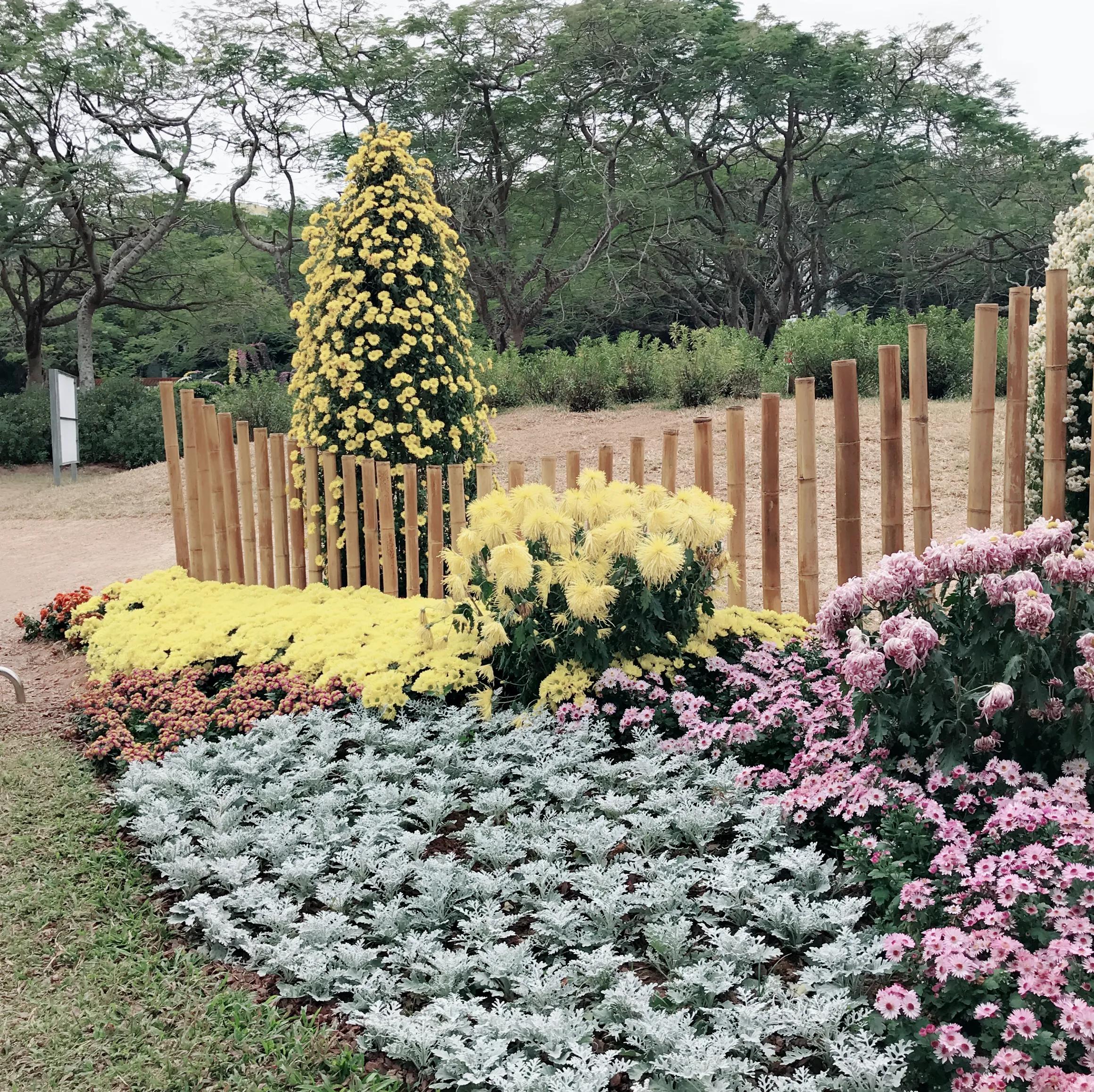 閬涘▋濂藉幓澶勮強鑺卞睍,娣卞湷閬涘▋鐪嬪睍