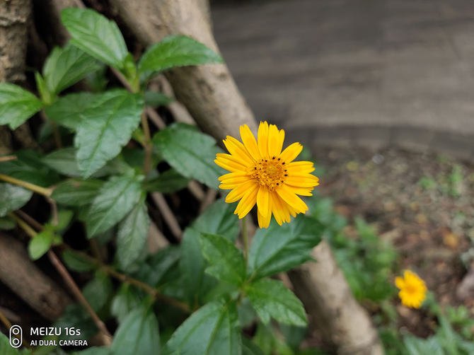 魅族16s详细测评,魅族16s评测小米9