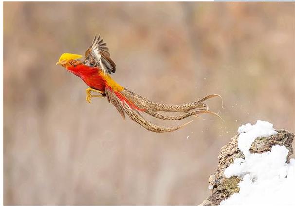 山西大爷山中发现金凤凰,山西老人养金凤凰第三集
