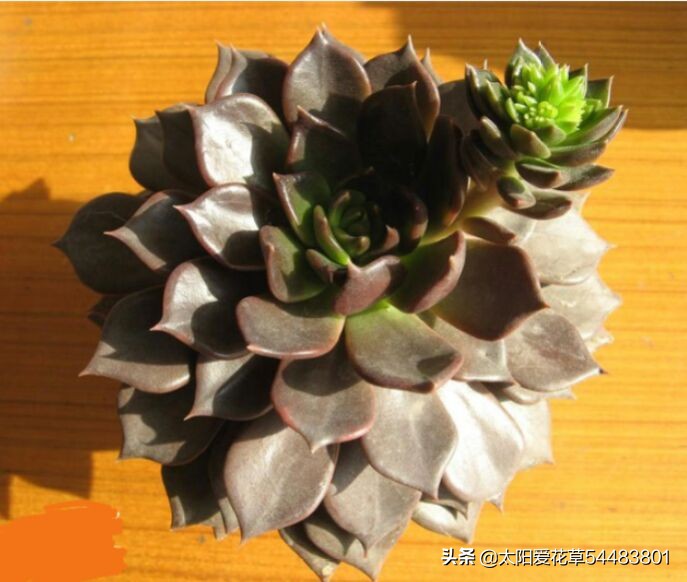 黑王子怎么养护多肉,多肉植物黑王子怎么养护视频讲解