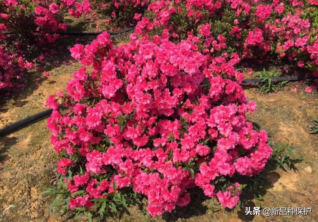 优良品种有哪些,最好的品种是哪一种