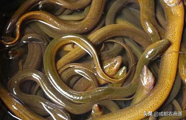 黄鳝鱼养殖技术与利润,黄鳝养殖技术和池子的建造