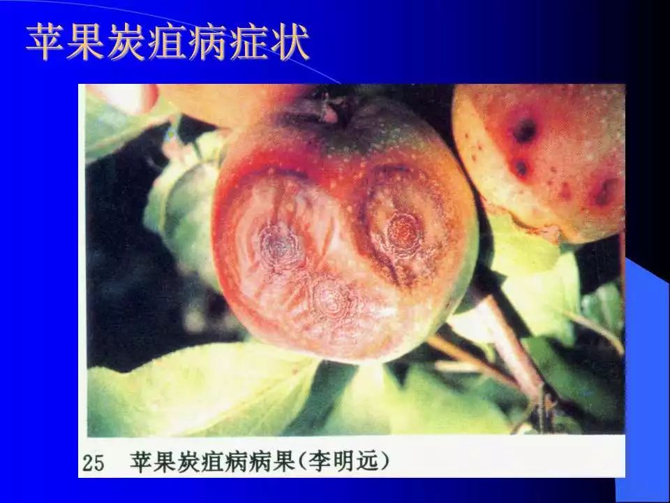 如何识别植物炭疽病和叶斑病,植物炭疽病的介绍