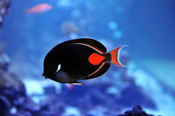 十大最好看的观赏鱼图片大全,十种最漂亮的观赏鱼图片