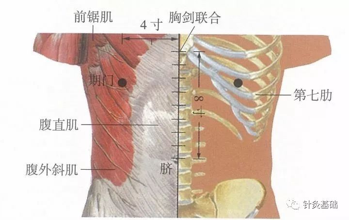 脏腑的募穴的作用是什么,募穴是离脏腑最近的穴位