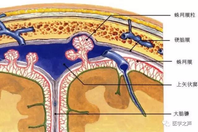 人体神经系统完整解剖图,超全神经系统解剖图近乎完美